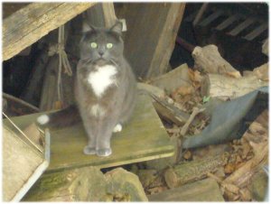 Grosses Bild anzeigen